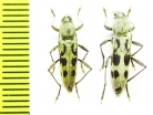 Chlorophorus simillimus  Russia, Far East - INSECTS-STORE.RU