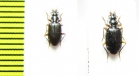 Carabidae sp.  Indonesia, Papua - INSECTS-STORE.RU