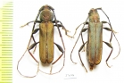 Xystrocera sp., pair  South Africa Rep. - INSECTS-STORE.RU
