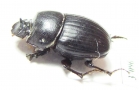 Copris sp.  South Africa Rep. - INSECTS-STORE.RU