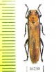 Nupserha multimaculata  Laos - INSECTS-STORE.RU