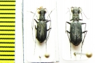 Cylindera holosericea, pair  Myanmar - INSECTS-STORE.RU