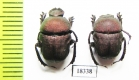 Gymnopleurus sp.  Namibia - INSECTS-STORE.RU