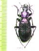 Carabus (Neoplectes) schaudoirianus  Georgia - INSECTS-STORE.RU