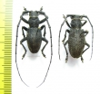 Morimus verecundus, pair  Russia, Krasnodar reg. - INSECTS-STORE.RU