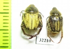 Hopliini sp., pair  South Africa Rep. - INSECTS-STORE.RU