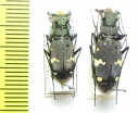Cicindela sachalinensis, pair  Russia, Far East - INSECTS-STORE.RU