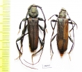 Xystrocera sp., pair  South Africa Rep. - INSECTS-STORE.RU