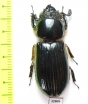 Passalidae sp.  Malaysia, Borneo - INSECTS-STORE.RU