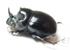 Copris sp.  South Africa Rep. - INSECTS-STORE.RU
