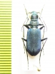 Calochroa bicolor  Myanmar - INSECTS-STORE.RU