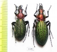 Carabus (Acoptolabrus) schrencki, pair  Russia, Far East - INSECTS-STORE.RU