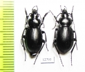 Carabus (Cryptocarabus) sacarum, pair  Kazakhstan - INSECTS-STORE.RU