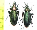 Carabus (Megodontus) kolbei kolbei, pair  Japan - INSECTS-STORE.RU