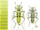 Chlorophorus eckweileri  China, Sichuan prov. - INSECTS-STORE.RU