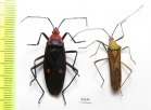 Hemiptera sp.  Laos - INSECTS-STORE.RU