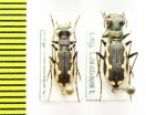 Cylindera paludosa  Spain - INSECTS-STORE.RU