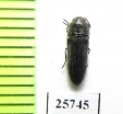 Buprestidae sp.  South Africa Rep. - INSECTS-STORE.RU