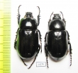 Hatamus tarsalis, pair  Indonesia, Papua - INSECTS-STORE.RU