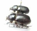 Dynastinae sp.  Peru - INSECTS-STORE.RU