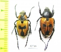 Campulipus limbatus, pair  South Africa Rep. - INSECTS-STORE.RU