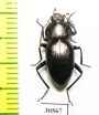 Tenebrionidae sp.  Australia - INSECTS-STORE.RU