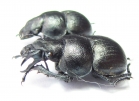Lethrus legezini, pair  Tajikistan - INSECTS-STORE.RU
