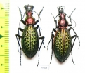 Carabus (Acoptolabrus) schrencki, pair  Russia, Far East - INSECTS-STORE.RU