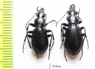 Carabus (Cyclocarabus) belousovi, pair  Kazakhstan - INSECTS-STORE.RU