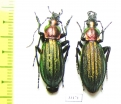 Carabus (Megodontus) kolbei kosugei, pair  Japan - INSECTS-STORE.RU