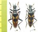Rhagium bifasciatum, pair  Russia, Krasnodar reg. - INSECTS-STORE.RU