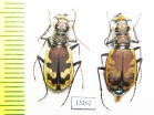 Cicindela formosa generosa, pair  Canada - INSECTS-STORE.RU