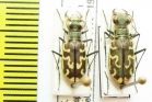 Cylindera trisignata  Spain - INSECTS-STORE.RU
