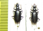 Carabidae sp.  Indonesia, Papua - INSECTS-STORE.RU