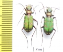 Cicindela soluta, pair  Russia, Volgograd reg. - INSECTS-STORE.RU