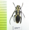 Cerambycidae sp.  Mozambique - INSECTS-STORE.RU