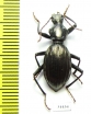 Tenebrionidae sp.  Australia - INSECTS-STORE.RU