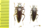 Evaostetha petri, pair  Malaysia - INSECTS-STORE.RU