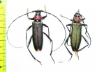 Aromia moschata ambrosiaca, pair  Azerbaijan - INSECTS-STORE.RU