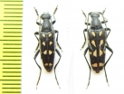 Leptura duodecimguttata, pair  Russia, Tuva reg. - INSECTS-STORE.RU