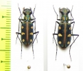 Cicindela aurulenta, pair  Indonesia, Java - INSECTS-STORE.RU
