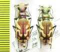 Cicindela lengi versuta  Canada - INSECTS-STORE.RU