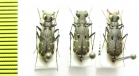 Myriochila sp., pair  Spain - INSECTS-STORE.RU