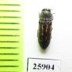 Buprestidae sp.  South Africa Rep. - INSECTS-STORE.RU