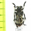 Cerambycidae sp.  Madagascar - INSECTS-STORE.RU