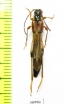 Necydalis major, female  Russia, Tver reg. - INSECTS-STORE.RU