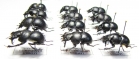 Lethrus karatavicus, tschatkalensis, michailovi, kiritschenkoi, scoparius - INSECTS-STORE.RU