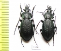 Carabus (Eucarabus) arvensis conciliator?, pair  Russia, Far East - INSECTS-STORE.RU
