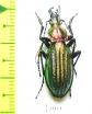 Carabus (Megodontus) kolbei kosugei  Japan - INSECTS-STORE.RU