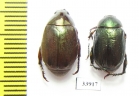 Rutelinae sp.  Panama - INSECTS-STORE.RU